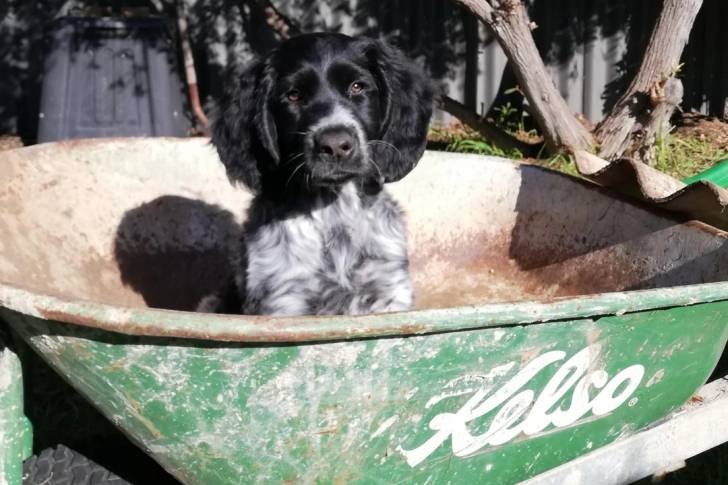 Un Grand Épagneul de Münster assis dans une brouette 
