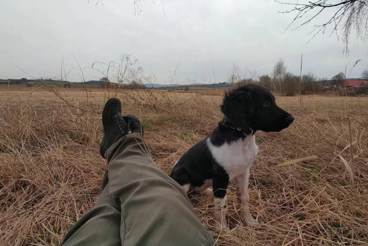Un Grand Épagneul de Münster assis sur un terrain herbeux à côté de son maître