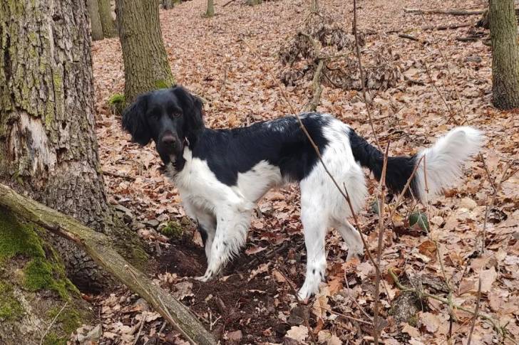 Un Grand Épagneul de Münster sur un sol jonché de feuilles mortes et portant un collier autour du cou