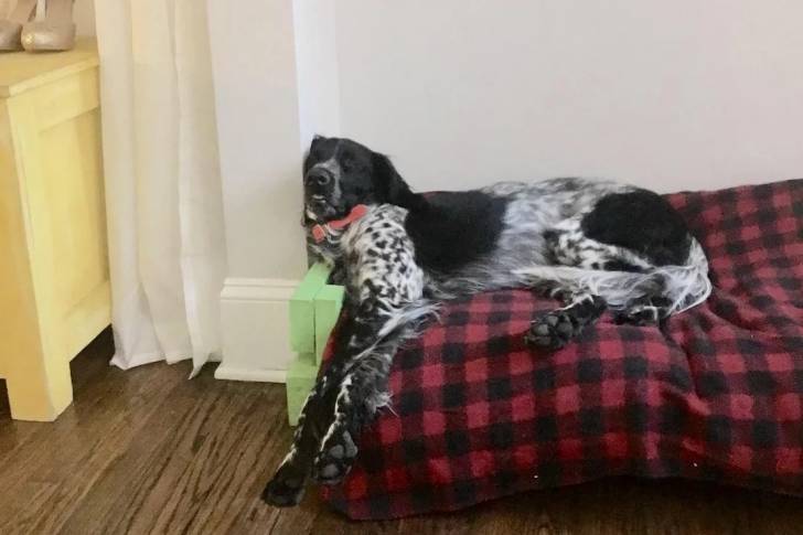 Un Grand Épagneul de Münster allongé sur un lit et semblant détendu 