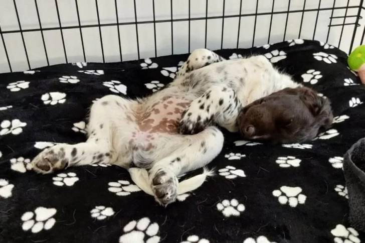 Un Grand Épagneul de Münster allongé sur un lit et semblant détendu