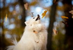 Un Esquimau Américain en train de regarder tomber des feuilles d'automne