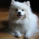 Un Esquimau Américain allongé sur un plancher et semblant détendu 