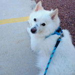 Un Esquimau Américain allongé sur une surface bétonnée et qui est tenu en laisse 