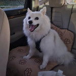 Un Esquimau Américain assis sur la banquette arrière d"une voiture et portant un harnais 