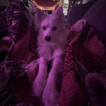 Un Esquimau Américain allongé sur un canapé et portant un collier autour du cou