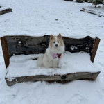 Un Esquimau Américain assis sur une surface enneigée et portant un harnais 