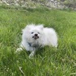 Un Esquimau Américain allongé sur une surface herbacée et semblant grogner 