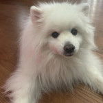 Un Esquimau Américain allongé sur un plancher et regardant vers la caméra  