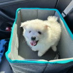 Un Esquimau Américain dans un panier et tirant la langue 