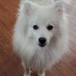 Un Esquimau Américain sur un plancher et regardant vers la caméra 