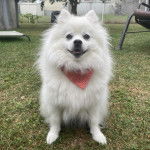 Un Esquimau Américain sur une surface herbacée et portant un foulard autour du cou 