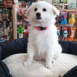 Un Esquimau Américain assis dans un panier et portant un collier autour du cou