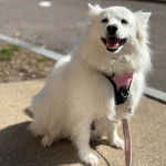 Un Esquimau Américain assis sur un trottoit et qui est tenu en laisse 