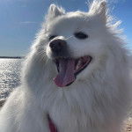 Un Esquimau Américain tirant la langue et qui est tenu en laisse 