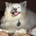 Un Esquimau Américain tirant la langue et portant un collier autour du cou