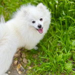 Un Esquimau Américain sur un terrain herbeux et regardant vers la caméra 