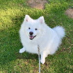 Un Esquimau Américain assis sur un surface gazonnée et qui est tenu en laisse 