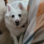 Un Esquimau Américain allongé sur une moquette et portant un collier autour du cou