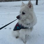 Un Esquimau Américain assis sur une surface enneigée et qui est tenu en laisse 