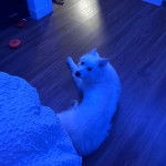 Un Esquimau Américain allongé sur un plancher et regardant vers la caméra 