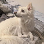 Un Esquimau Américain allongé sur un lit et semblant détendu