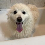 Un Esquimau Américain dans une baignoire et ayant la langue pendante 