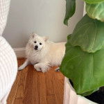 Un Esquimau Américain allongé sur un plancher et regardant vers la caméra 