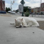 Un Esquimau Américain allongé sur une surface bétonnée et semblant dormir 