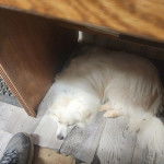 Un Esquimau Américain allongé sur un plancher et semblant détendu