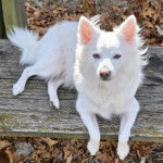 Un Esquimau Américain allongé sur un banc en bois et regardant vers la caméra 