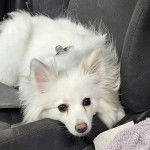 Un Esquimau Américain allongé sur le siège d'une voiture et portant un collier autour du cou