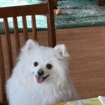 Un Esquimau Américain assis sur une chaise et tirant la langue