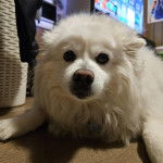 Un Esquimau Américain allongé et semblant détendu