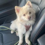 Un Esquimau Américain assis sur le siège d'une voiture et qui est tenu en laisse 