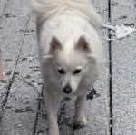Un Esquimau Américain sur un plancher enneigé et portant un collier autour du cou