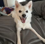 Un Esquimau Américain allongé et ayant la gueule ouverte