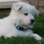 Un Esquimau Américain allongé sur une surface gazonnée et portant un collier autour du cou