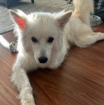 Un Esquimau Américain allongé sur un plancher et regardant vers la caméra  