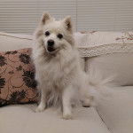 Un Esquimau Américain assis sur un canapé et semblant détendu