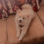 Un Esquimau Américain allongé sur un canapé et tirant la langue 