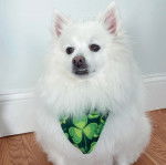 Un Esquimau Américain assis sur un plancher et portant un foulard autour du cou