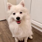 Un Esquimau Américain assis sur un plancher et regardant vers la caméra 