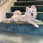 Un Esquimau Américain allongé sur une marche d'escaliers et regardant vers la caméra 