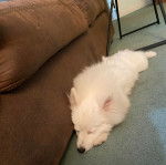 Un Esquimau Américain allongé sur une moquette et semblant dormir