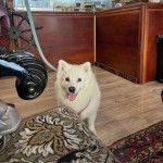 Un Esquimau Américain sur un plancher et tirant la langue 