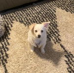 Un Esquimau Américain regardant vers la caméra et portant un harnais