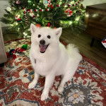 Un Esquimau Américain assis sur un tapis et ayant la gueule ouverte 