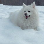 Un Esquimau Américain sur une surface enneigée et ayant la gueule ouverte 