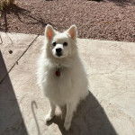 Un Esquimau Américain assis sur une surface bétonnée et portant un collier autour du cou